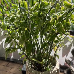 Cuttings For Three Dollars Each Or A Rooted Plant For 13