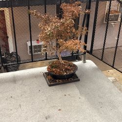 Maple Bonsai 