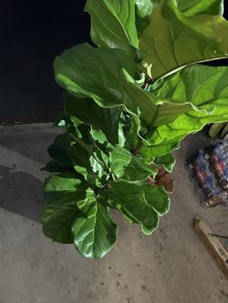 Fiddle Leaf Fig