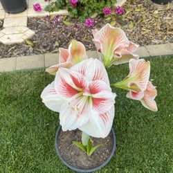 Amaryllis Plant