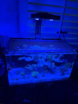 20 gallons AIO