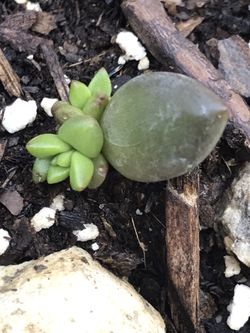 1 Live Sedeveria “ Jet Beads “ - Stonecrop Seedlings Succulent Fast Shipping