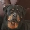 Palmer