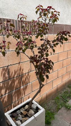 Caribbean Copper Plant