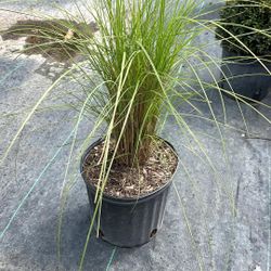 White Fountain Grass – 3 Gallon Ornamental Beauty 🌾