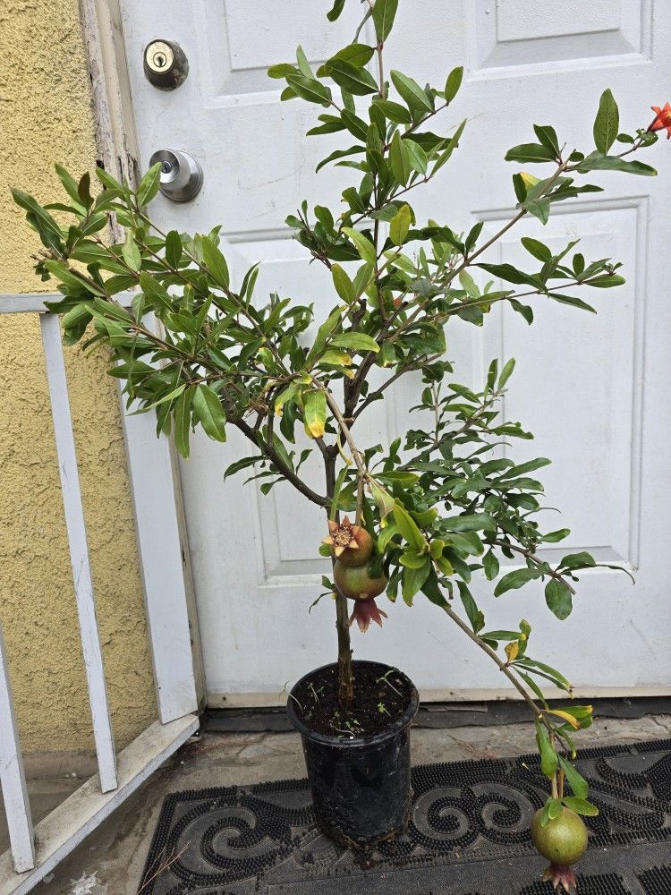 Pomegranate Tree