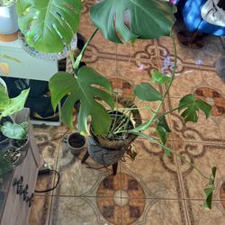 Monstera Plant 