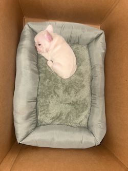 frenchie bed