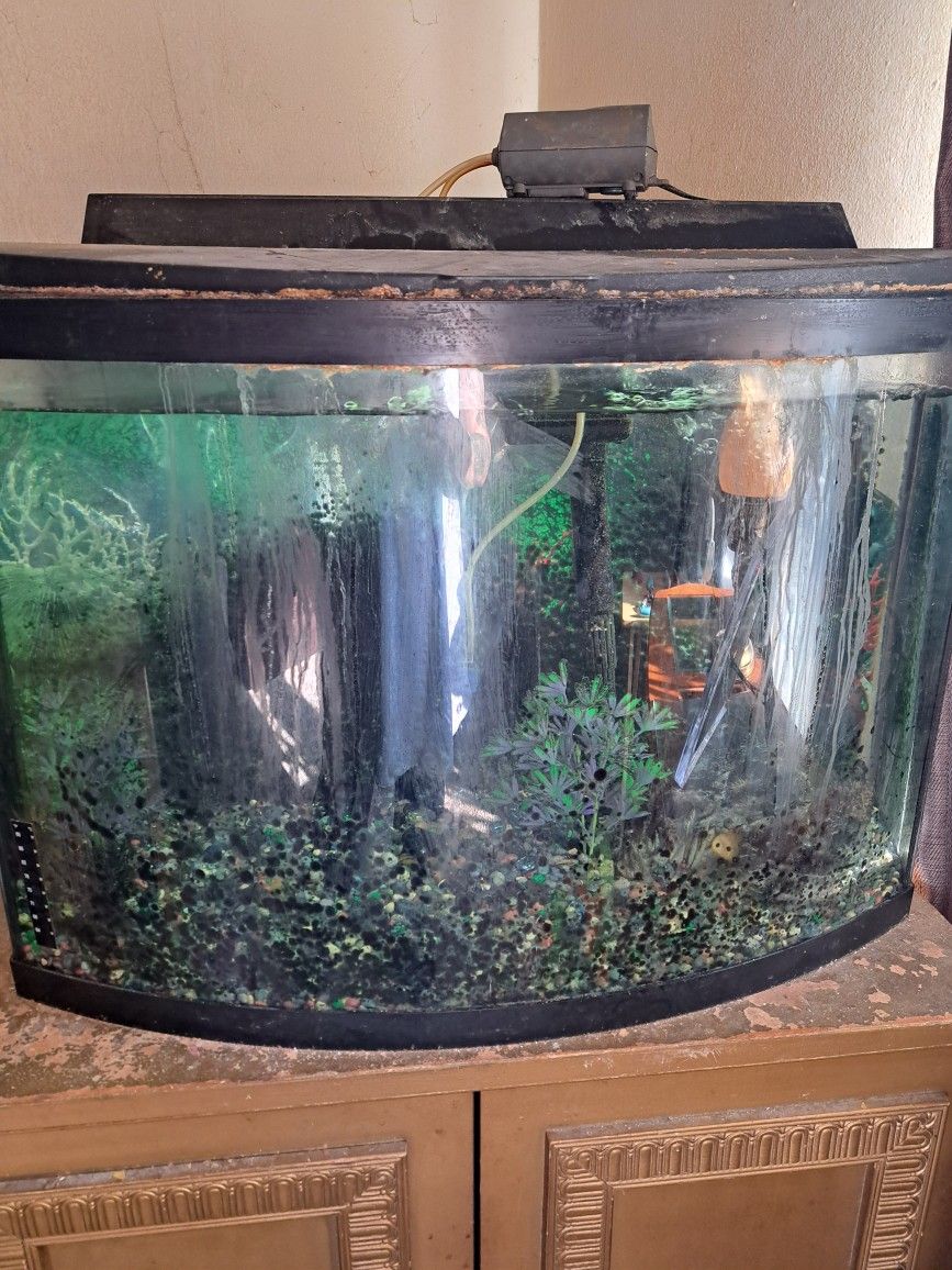 Fish Tank