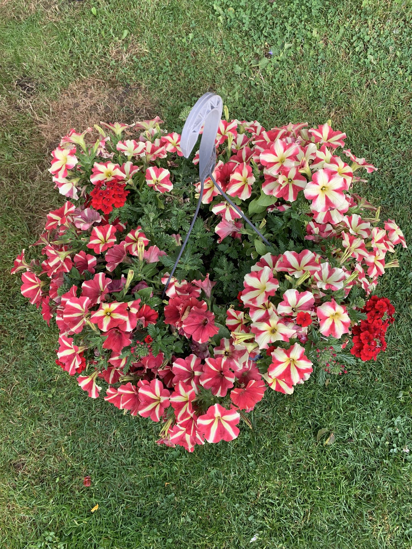 Outdoor Plant