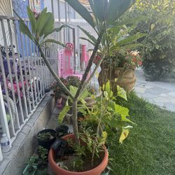 Plumeria Rubra Pink Orchid Flowering Tree