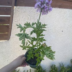6 Inch Pot Of Citronella Plant Starter - Mosquito Repellent - Purple Lilac Flowers