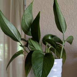 Healthy Beautiful Indoor Plant ( Porhos)