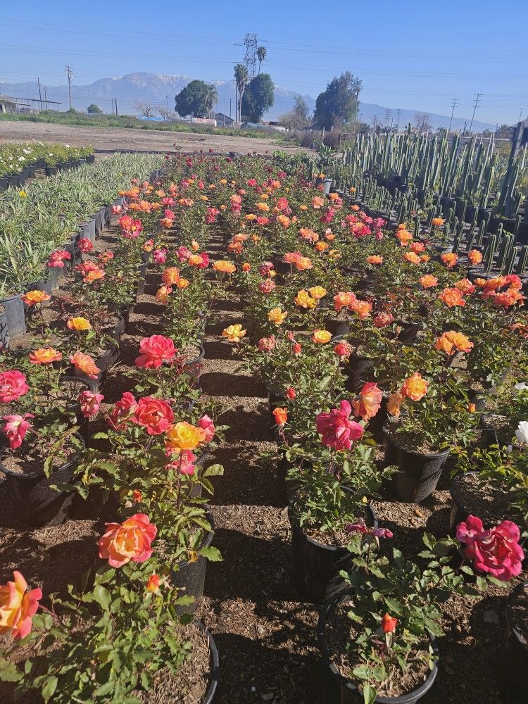 Rio Samba Rose Bush