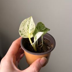 Marble Queen Pothos 2” pot Live indoor plant