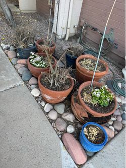 Free planters/ pots/ plants