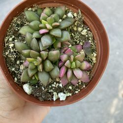 4” Succulent 