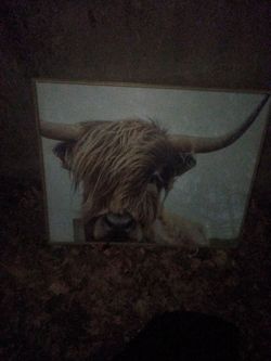 : Kate & Laurel "Highland Cow" Framed Canvas Wall Art (2x3 ft)
Description:
Selling a beautiful, framed canvas wall art piece titled "Highland Cow No.
