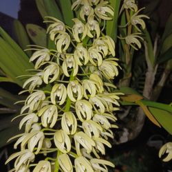 Dendrobium $400