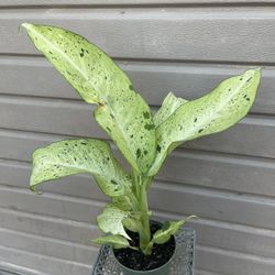 6” Dieffenbachia Camouflage