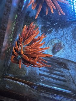Black widow anemone
