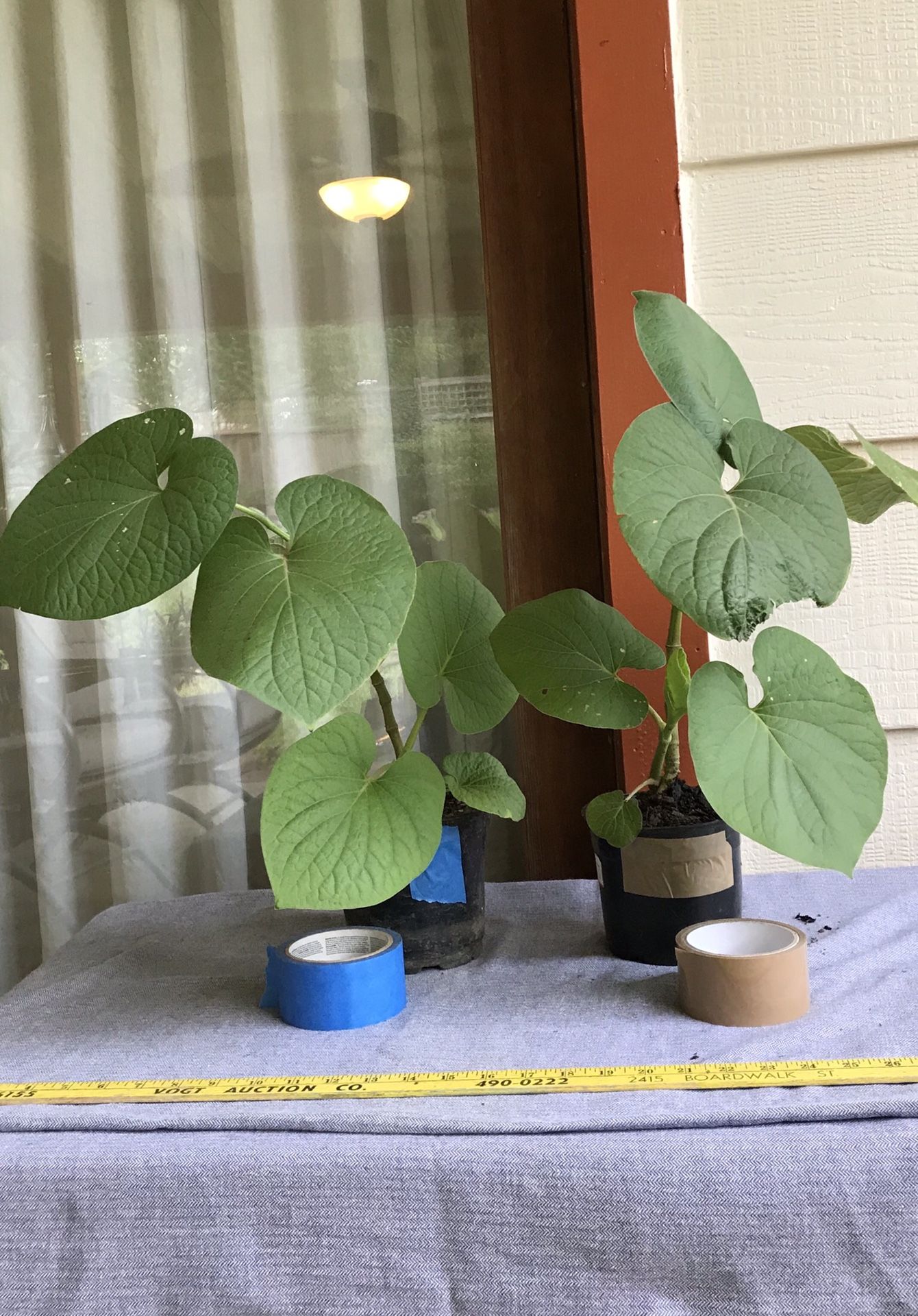 2 Hoja Santa or Acuya Plants $7.00 each pot or Both for $10.00