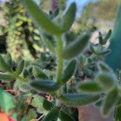 Planta lengua de gato