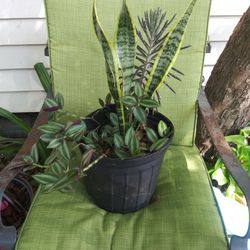 Beautiful Plant Arrangement