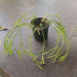 Rhipsalis Plant