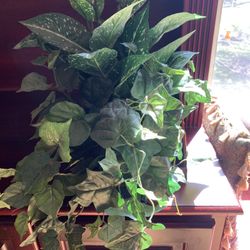 Silk Plant