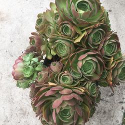 Aeoniums