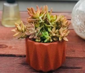 $7 Succulents potted in heavy pot