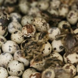 Jumbo Quail Egg Special 