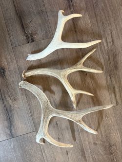 Mule Deer Shed Antlers Lot of 3