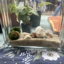 Moss Ball And Shrimp Retro Cube