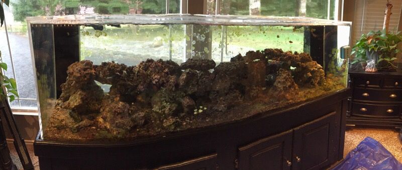250 Gallon Tenecor Saltwater Fish Tank