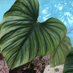 Philodendron Plowmanii for Sale in North Miami Beach, FL - OfferUp