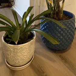 2 Large Flower Pots 