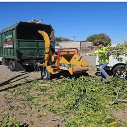 Se Apodan Árboles y palmas