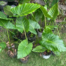 Alocasia Elephant Ear Plants