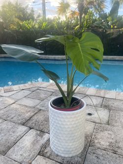 Monstera w/ Ceramic Pot