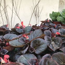 Flowers And Other Plants