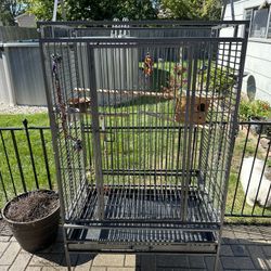 Bird Cage 