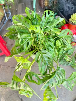 Big Monstera Swiss Cheese Plant