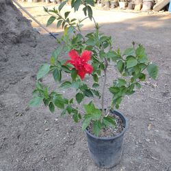 HIBISCUS RED