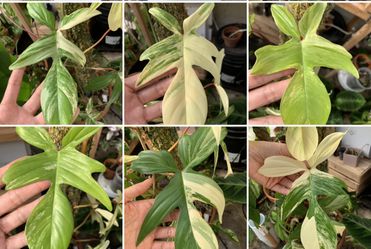 Philodendron Florida Beauty Variegated Rooted Cutting