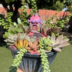 Gorgeous Succulent Garden 🪴❤️