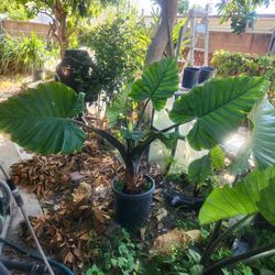 Beautiful Big Purple Giant Taro Colocasia Hybrid Elephant Ear Plant Tree In 20 Gallons Pot, Blooming Now