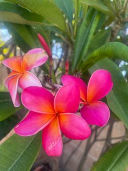 Plumeria cuttings