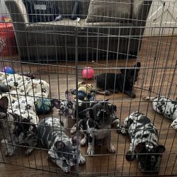 Crate For Sale 